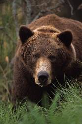 Grizzly Bear , Katmai National Park , Alaska Ursus Arctos