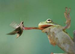 UNITED STATES : A Green Tree Frog Snags A Hawk Moth For Dinner With Its Long , Sticky Tongue