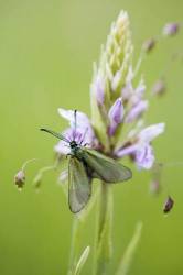 Forester Moth On Common Spotted Orchid