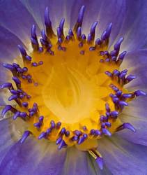 Close Up Of Blue / Purple Water Lily With Pool Of Water In Centre , Hoi An , Central Vietnam