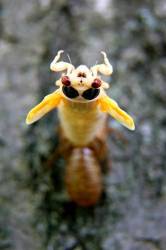17 Year Periodical Cicada Emerging From Larvae