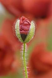 Papaver Rhoeas Field Poppy Bud Opening