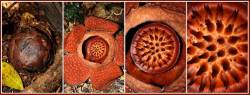 Composite Image Of The Enormous Rafflesia Tuan Mudae Beccari , Which Grows To 70cm Across This Is A Male Flower Gunung Gading National Park, Sarawak, Endemic To Borneo.
