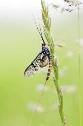 Mayfly In Meadow 1