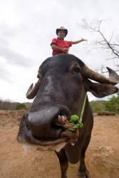 Close Up View Of World Champion Bull , And His Very Proud Owner , Boquete , Panama