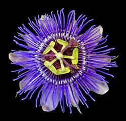 Passiflora Purple Haze