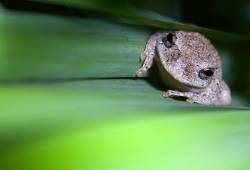 Gray Tree Frog ( Hyla Chrysoscelis )
