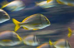 Porkfish Anisotremus Virginicus