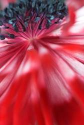 Flamboyant Bicoulored Anemone Coronaria