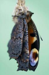 Peacock Butterfly Drying Its Wings