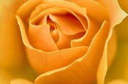 A Beautiful Peach Coloured Rose