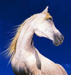 A White Horse In Side View