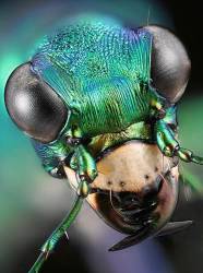 Head Of A Six Spotted Tiger Beetle , Cicindela Sexguttata Natural Color Macro Photograph Compiled From Over 50 Images To Maximize Depth Of Field