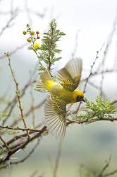 Masked Flying Off From Perch In Acacia Tree Pilanesberg National Park , NorthWest Province South Africa