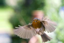 Robin Coming Into Land