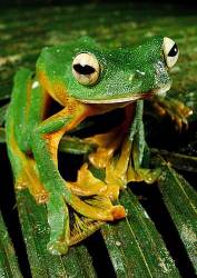 Wallaces Flying Frog ( Rhacophorus Nigropalmatus ) , A Gliding Tree Frog From The Rainforests Of Borneo .