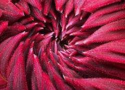 Fierce Heart Of Dahlia Garden Wonder