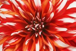 An Orange Streaked Mutant Dahlia Santa Claus