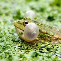 Photograph Of A Marsh Frog