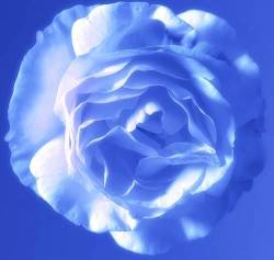 Blue Rose Close Up Study Studio