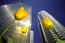 Yellow Tulips With Office Buildings Against A Blue And Sunny Sky