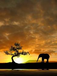 Elephant At The Waterhole