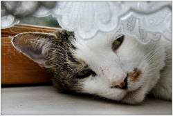 Head Of Cat