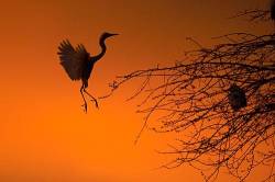 Great White Egret Landing At Sunset
