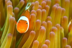 Clownfish , Amphiprion Ocellaris , In A Magnificent Sea Anemone , Heteractis Magnifica , Komodo National Park Indonesia .