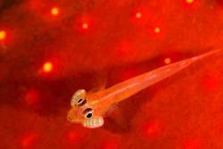 Stony Coral Ghost Goby , Pleurosicya Micheli , Rincha Island , Komodo National Park , Indonesia .