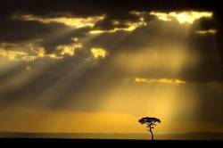 Golden Sunbeams On Desert Date Tree , Sunset , Masai Mara , Kenya