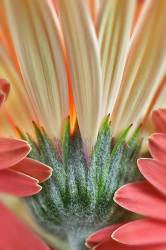 Gerbera Flower Close Up Showing Sepals And Petals .