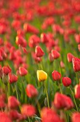 Field Of Red Tulips With One Yellow Tulip . Mt . Vernon . Washington