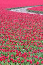 Field Of Red Tulips With Road . Near Mt . Vernon , Washington