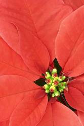 Close Up Of Poinsettias . Al Garden Nursery . Tualatin . Oregon