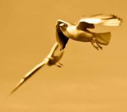Free Spirit