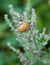 Snail On Wild Plant
