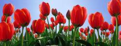 Red Tulip Field ; An Early Morning Spring Panorama