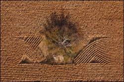 Aerial View Of Tree In Cornfield