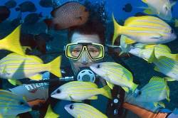 Scuba Diver Portrait Surrounded By Shoal Of Fish