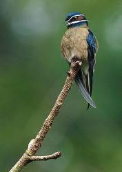 A Male Whiskered Treeswift ( Hemiprocne Comata ) From Borneo