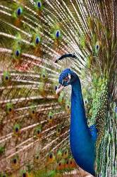 Male Peacock