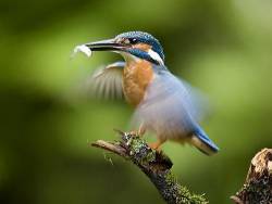 Common Or European Kingfisher ( Alcedo Atthis ) Landing On A Branch With A Fish In Its Beak , Oberpleis , North Rhine Westphalia , Germany , Europe