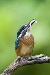 Common Or European Kingfisher ( Alcedo Atthis ) Perched On A Branch With A Fish In Its Beak , Oberpleis , North Rhine Westphalia , Germany , Europe