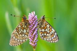 Bog Fritillaries ( Proclossiana Eunomia ) On Persicaria Bistorta
