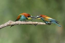 European Bee Eater ( Merops Apiaster ) , Male Giving Bag ( Dragonfly ) To Female