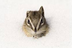 Chipmunk ( Tamias ) Peeking Out Of Its Shelter In The Snow , Portrait , Yukon Territory , Canada