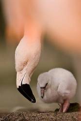 Chilean Flamingo ( Phoenicopterus Chilensis ) Chick Its Parents Head Reaching Down Toward It , Luisenpark , Mannheim , Baden Wuerttemberg , Germany , Europe