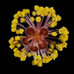 Stamens ( Male ) And Stigmas ( Female ) Reproductive Structures In Hibiscus .