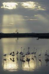 Greater Flamingo In A Lake In Tanzania East Africa As The Sun Rises Over The Horizon